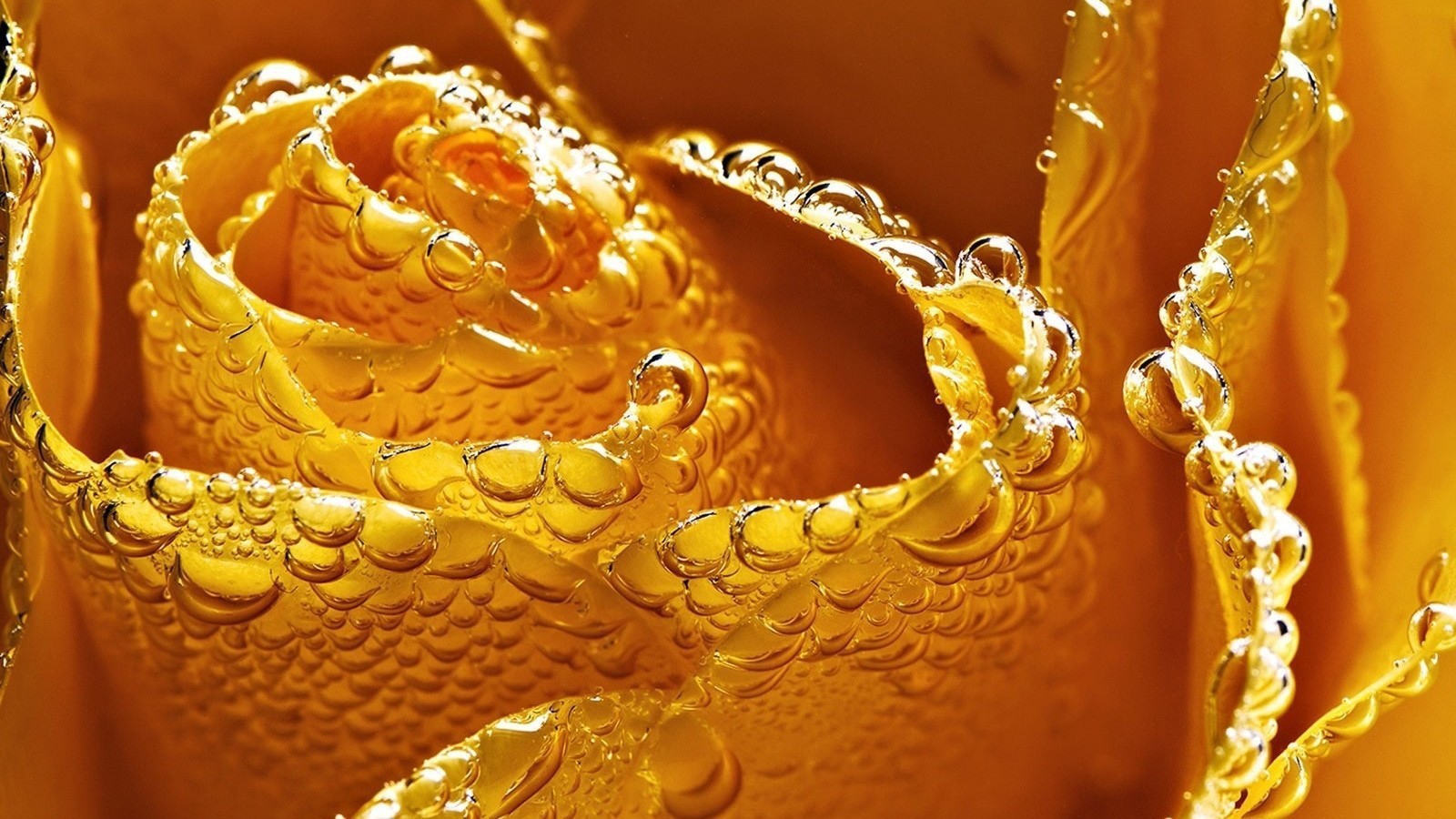 Мокрая желтая роза