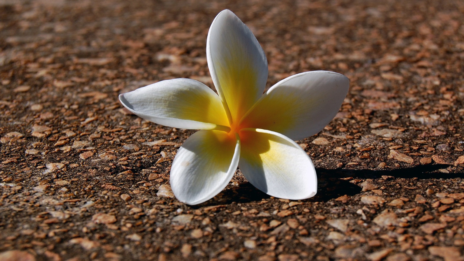 Белый цветок на гранитной плите
