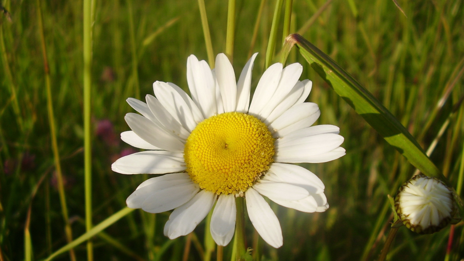 Полевая ромашка и бутон