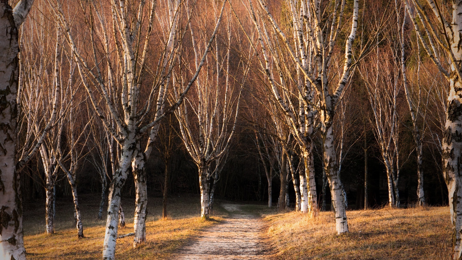 Голые деревья в березовой роще