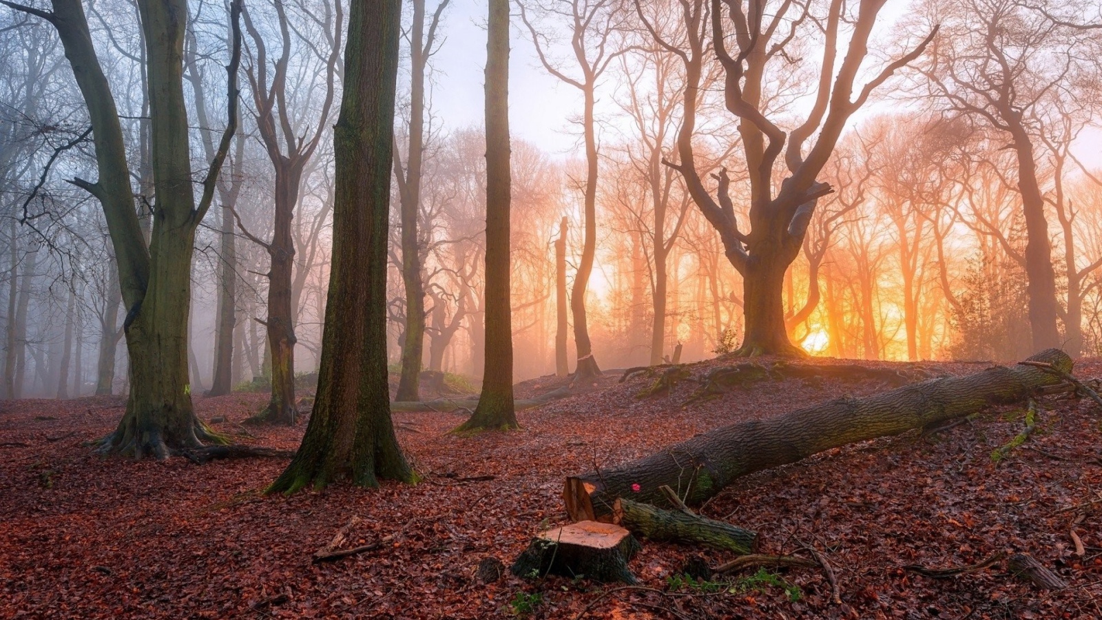 Спиленное дерево в лесу