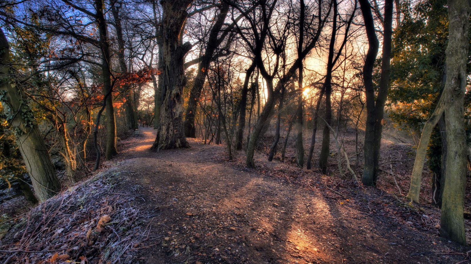 Холм с деревьями посреди леса