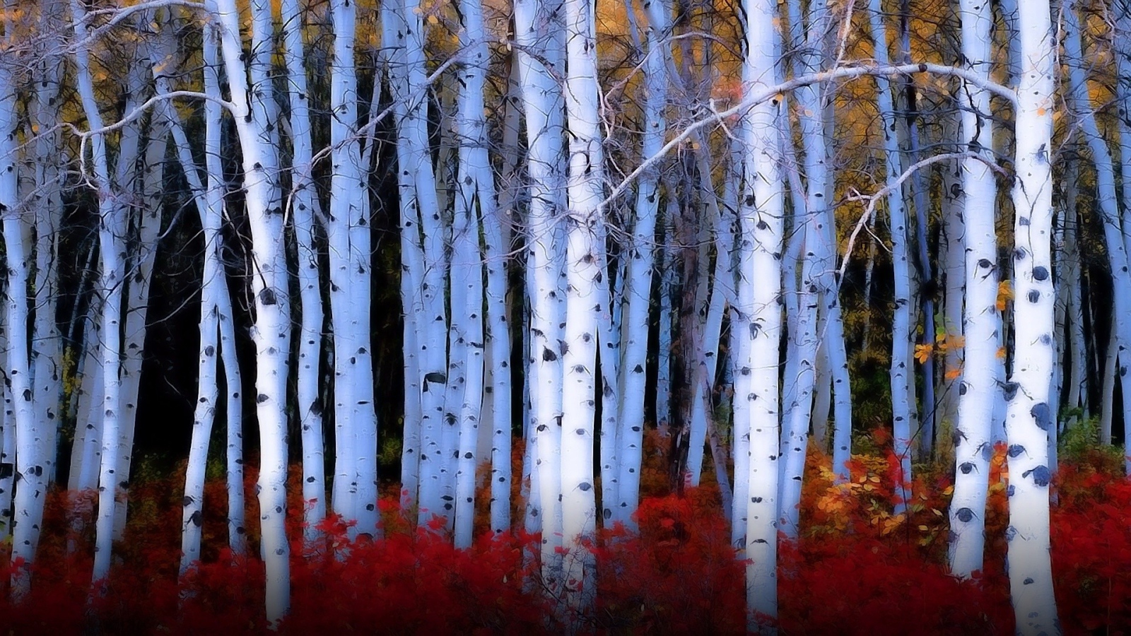 Красные кусты среди берез