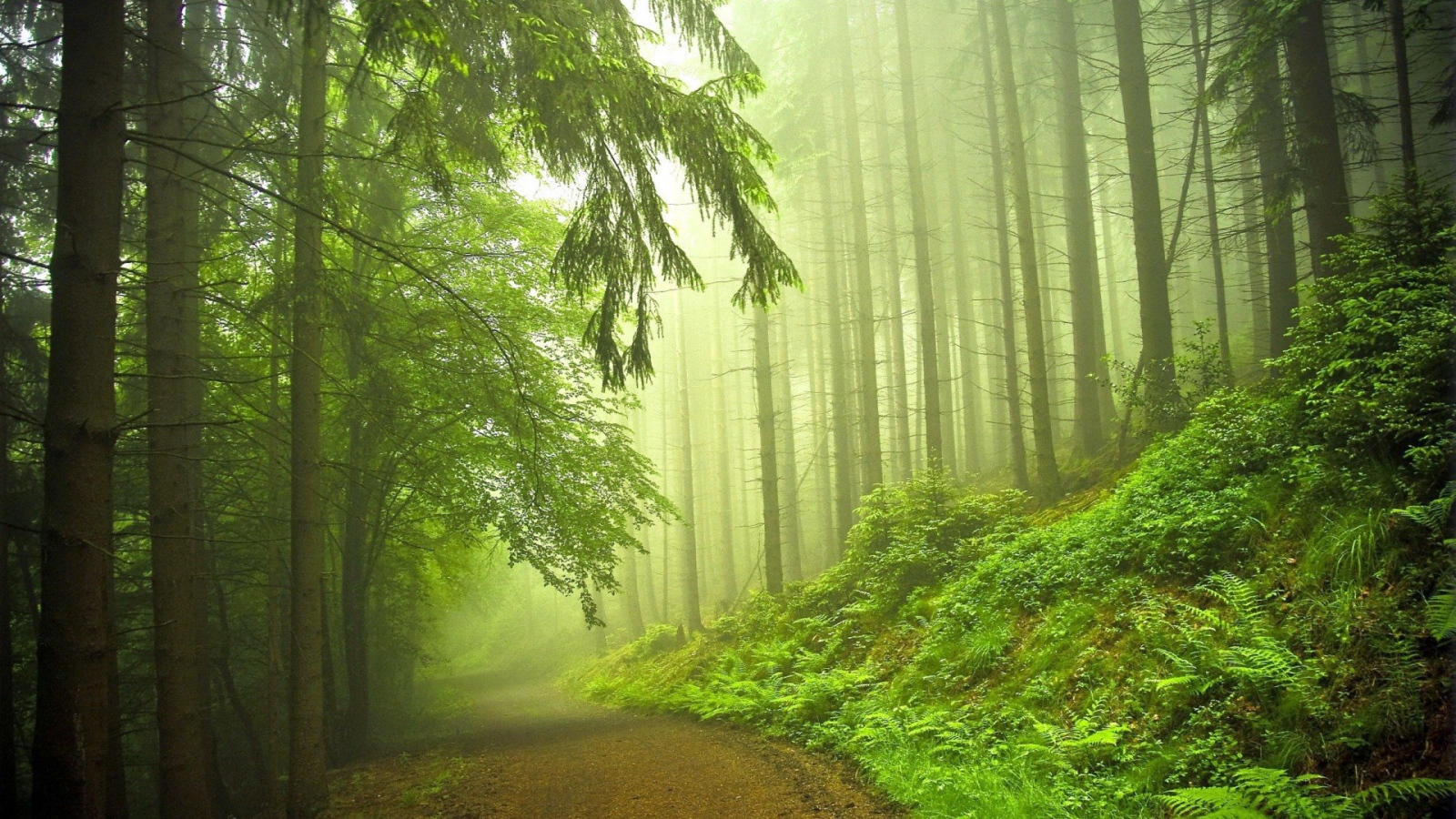 Дорога в туманном хвойном лесу