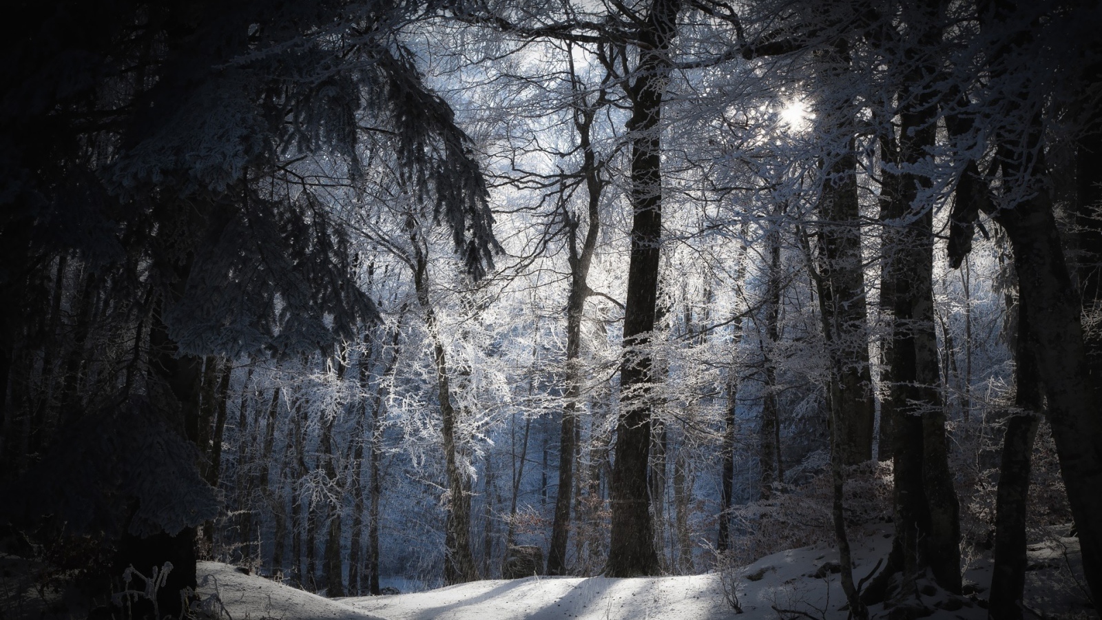 Лучи солнца в заснеженном лесу