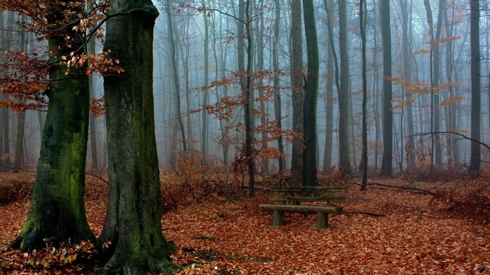 Деревянная скамья посреди осеннего леса