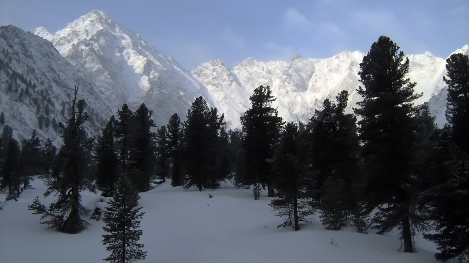 Черные деревья на фоне белых гор