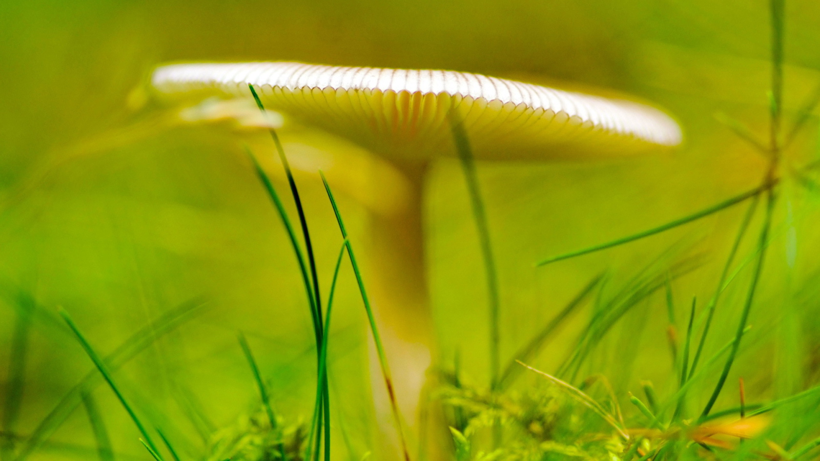 Зеленый светящийся гриб