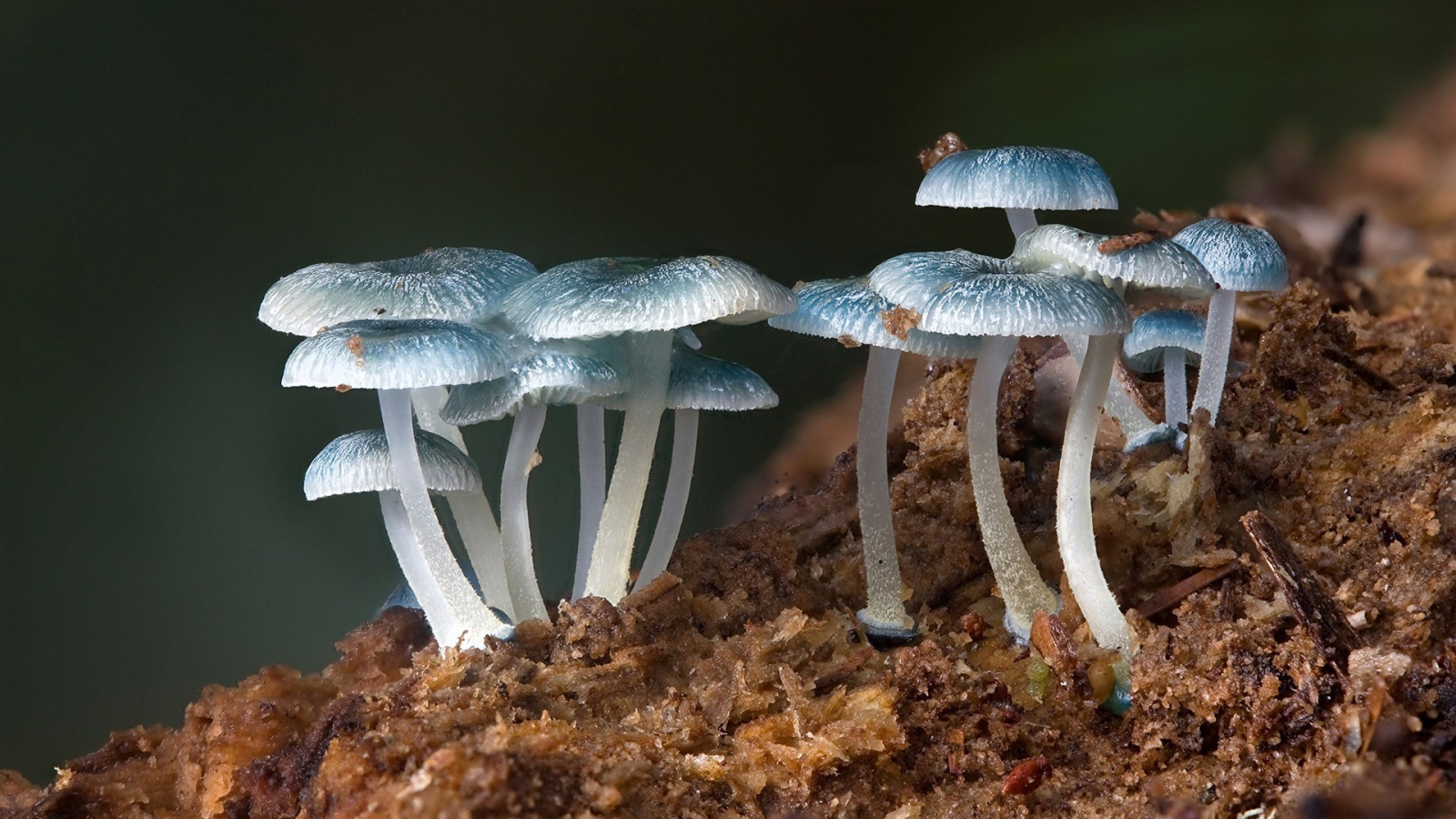 Семейство голубых грибов