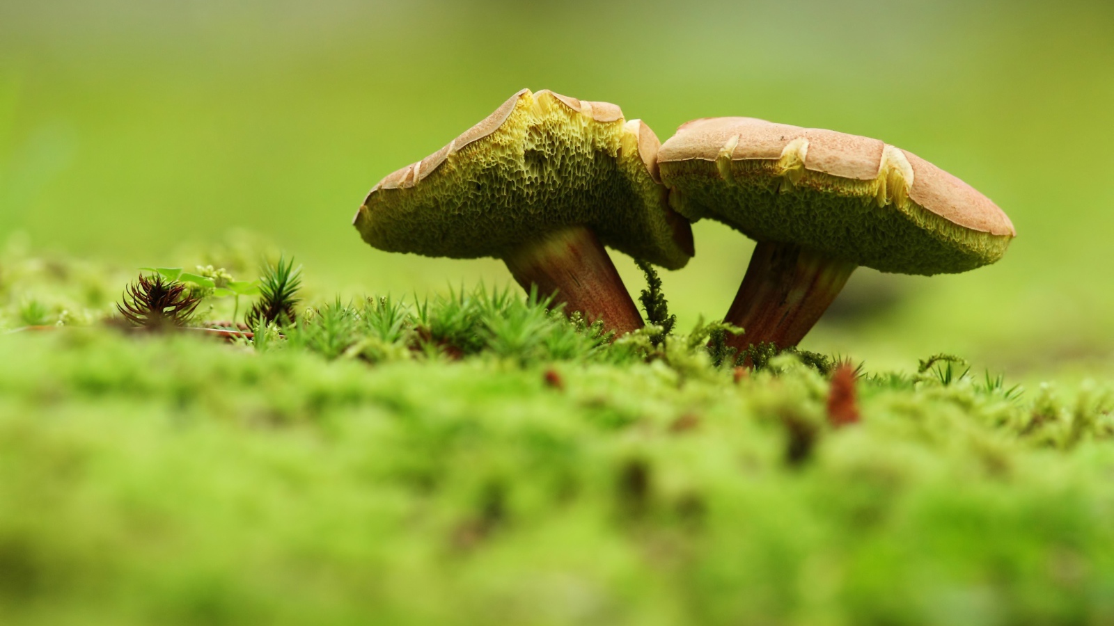 Два зеленых гриба на траве