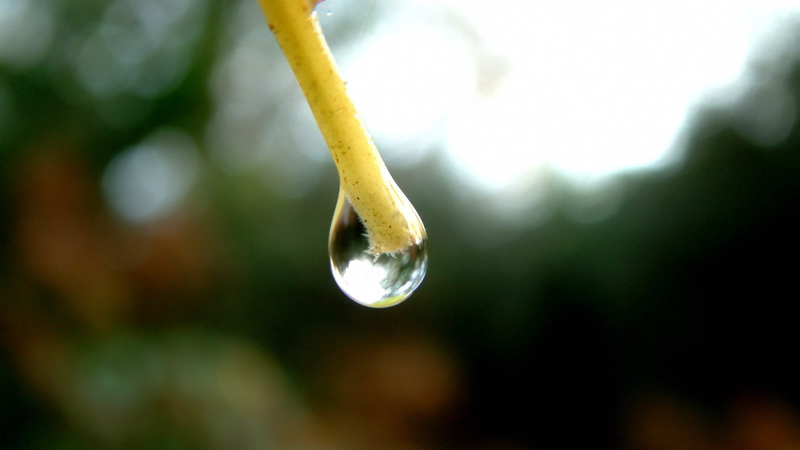 Капля на конце ветки