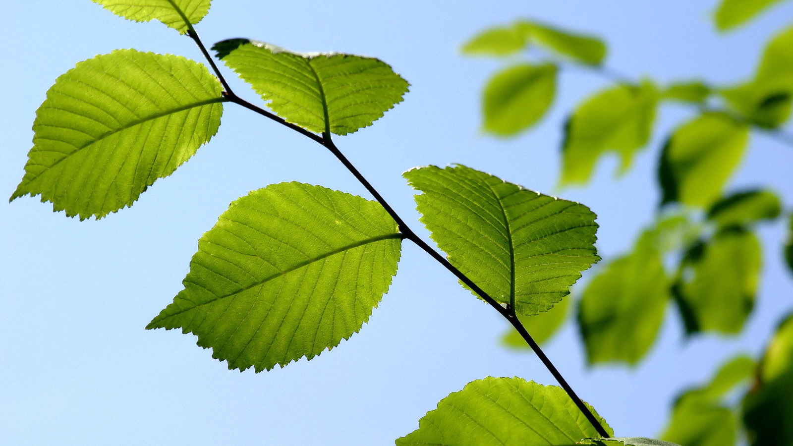 Ветка с зелеными листьями