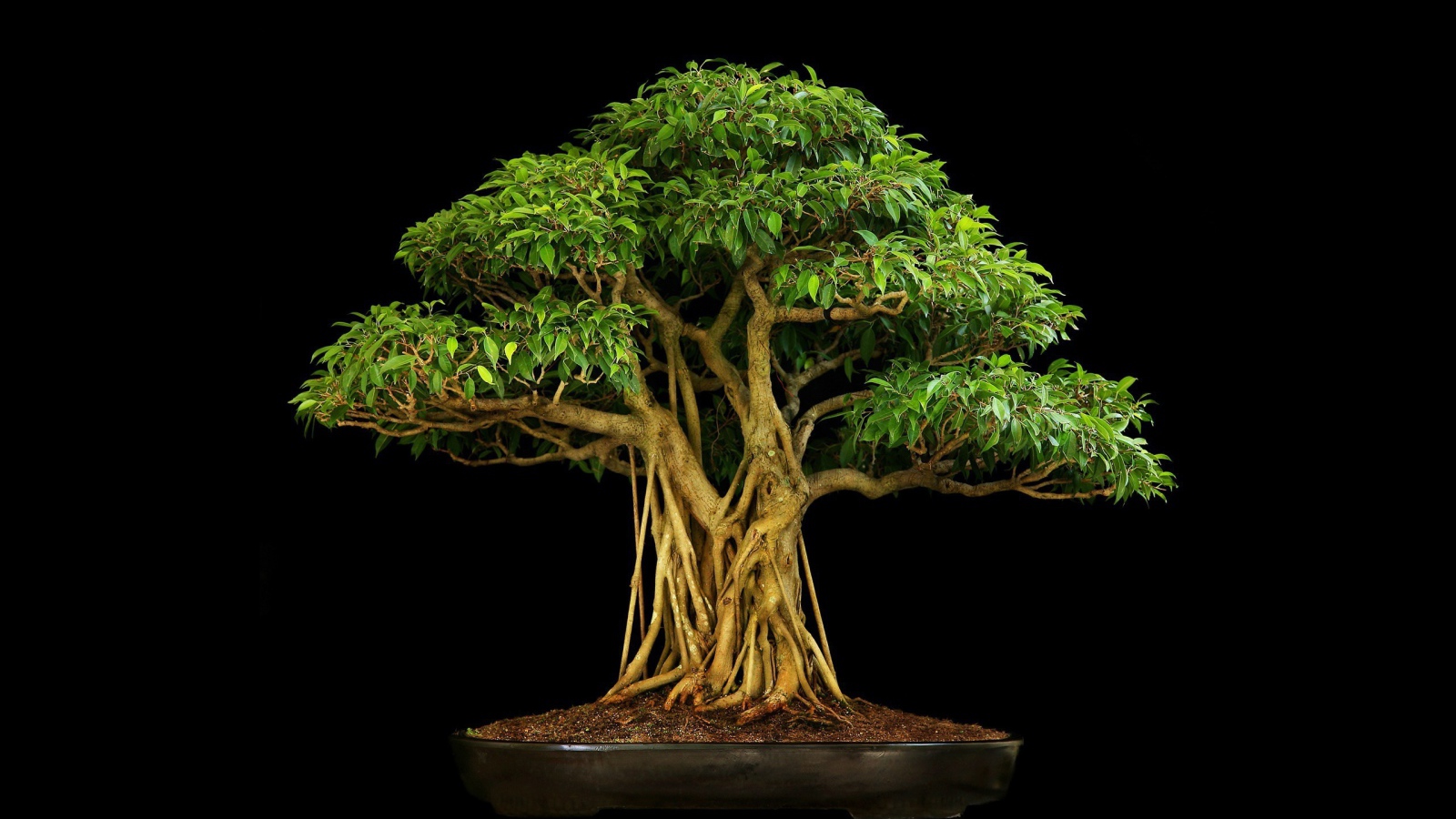 Коричневое дерево бонсай