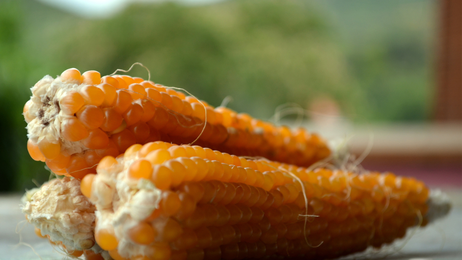 Початки кукурузы