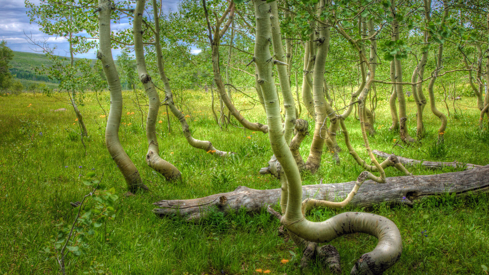 Кривые деревья на болоте