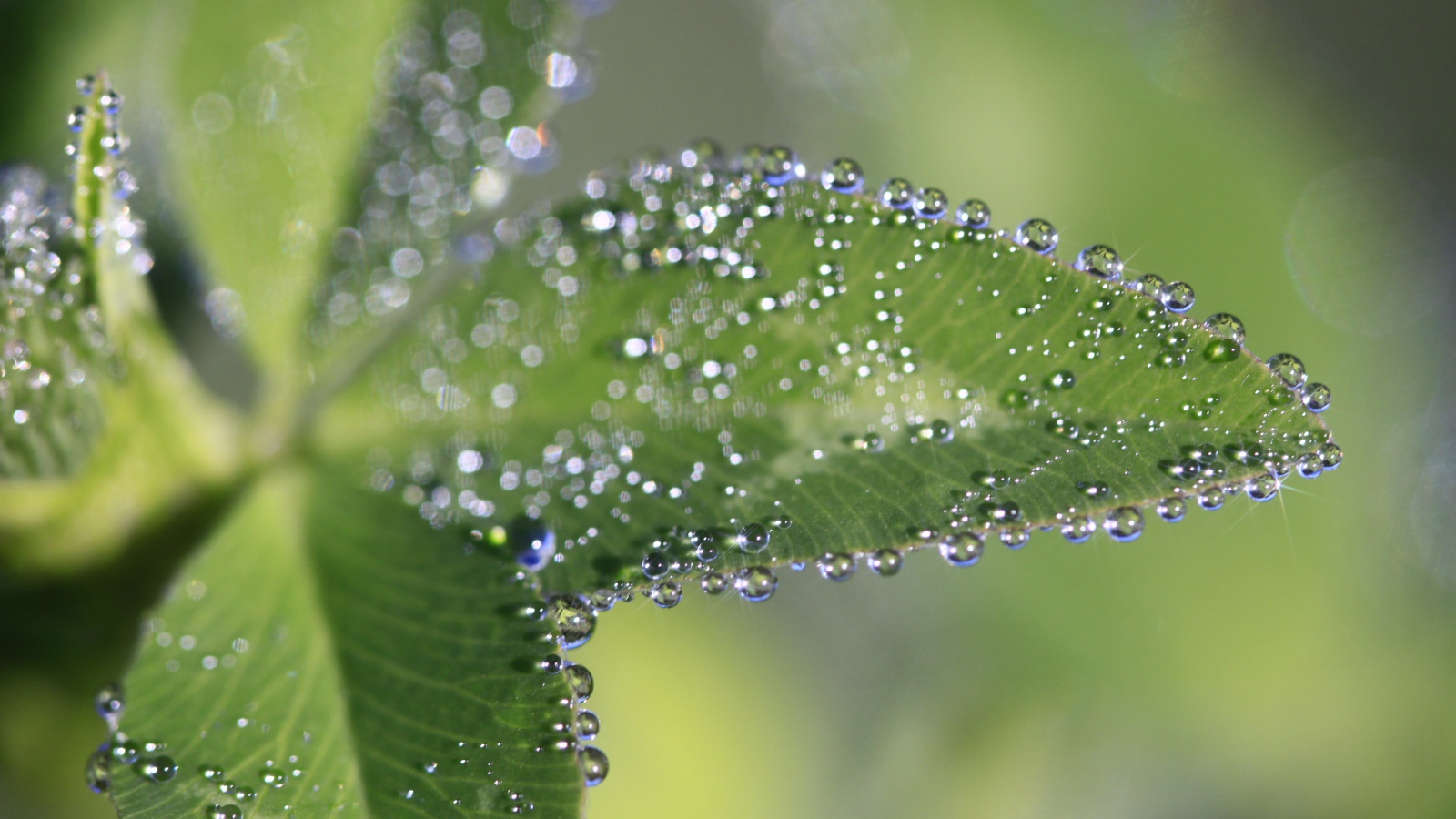 Капли росы на зеленых листьях