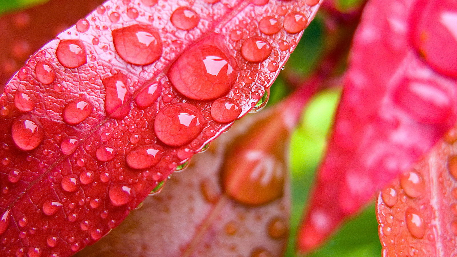 Капли на красных листьях