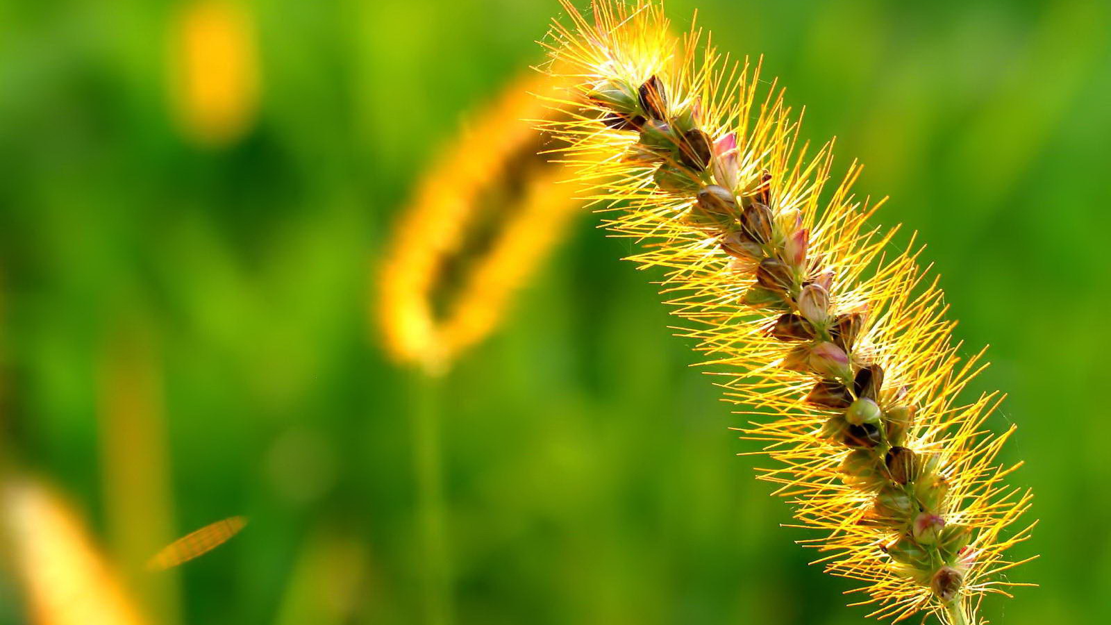 Пушистый колосок