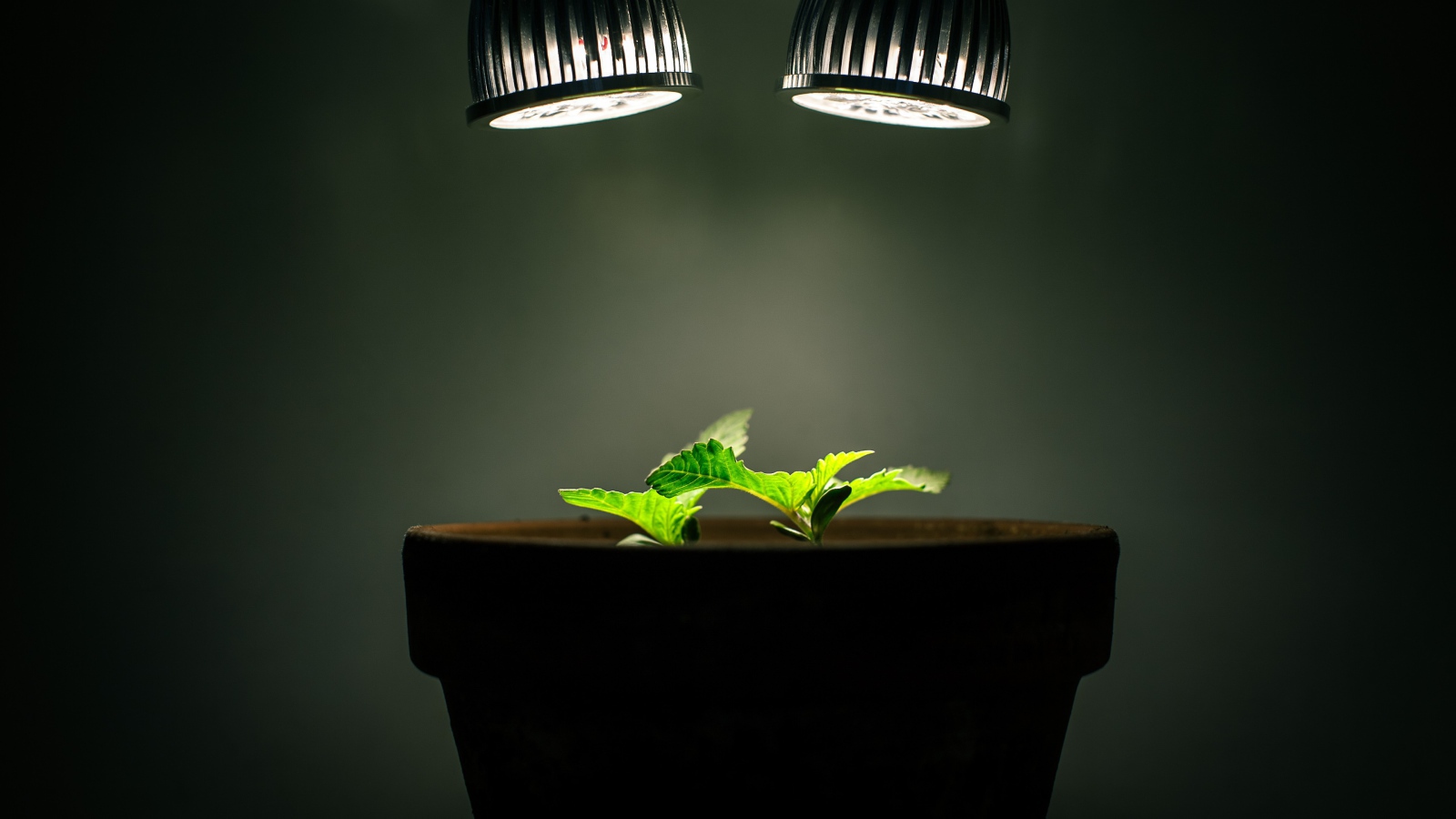 Ростки под искусственным освещением