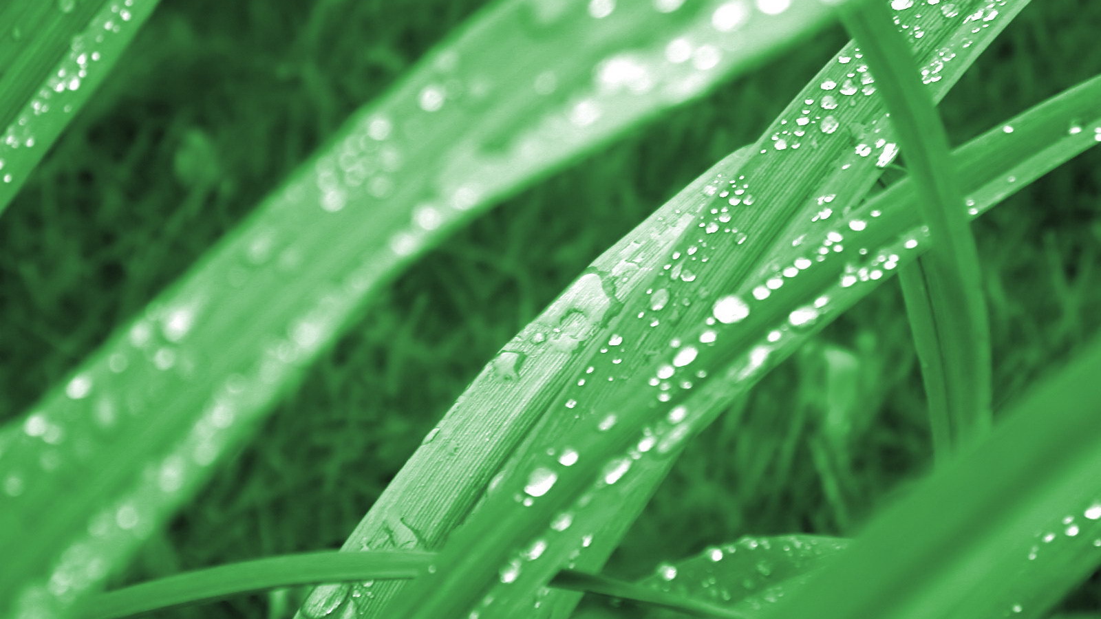 Зеленая трава в утренней росе