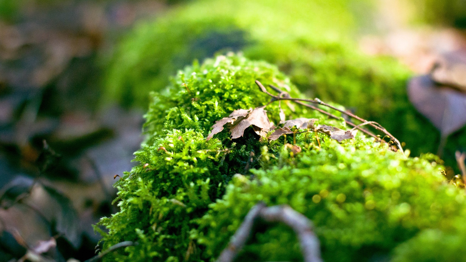 Макро фото зеленого мха