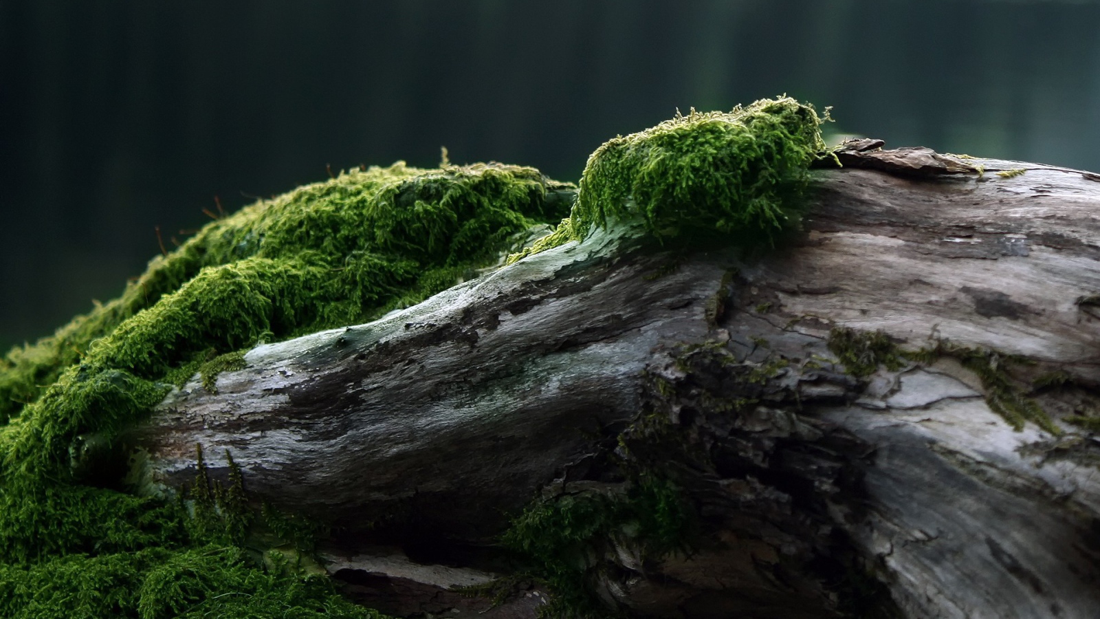 Мох покрывает ствол старого дерева