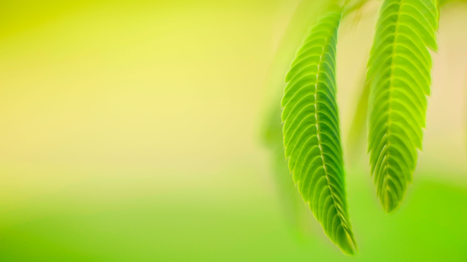 Нежно зеленые листья весной