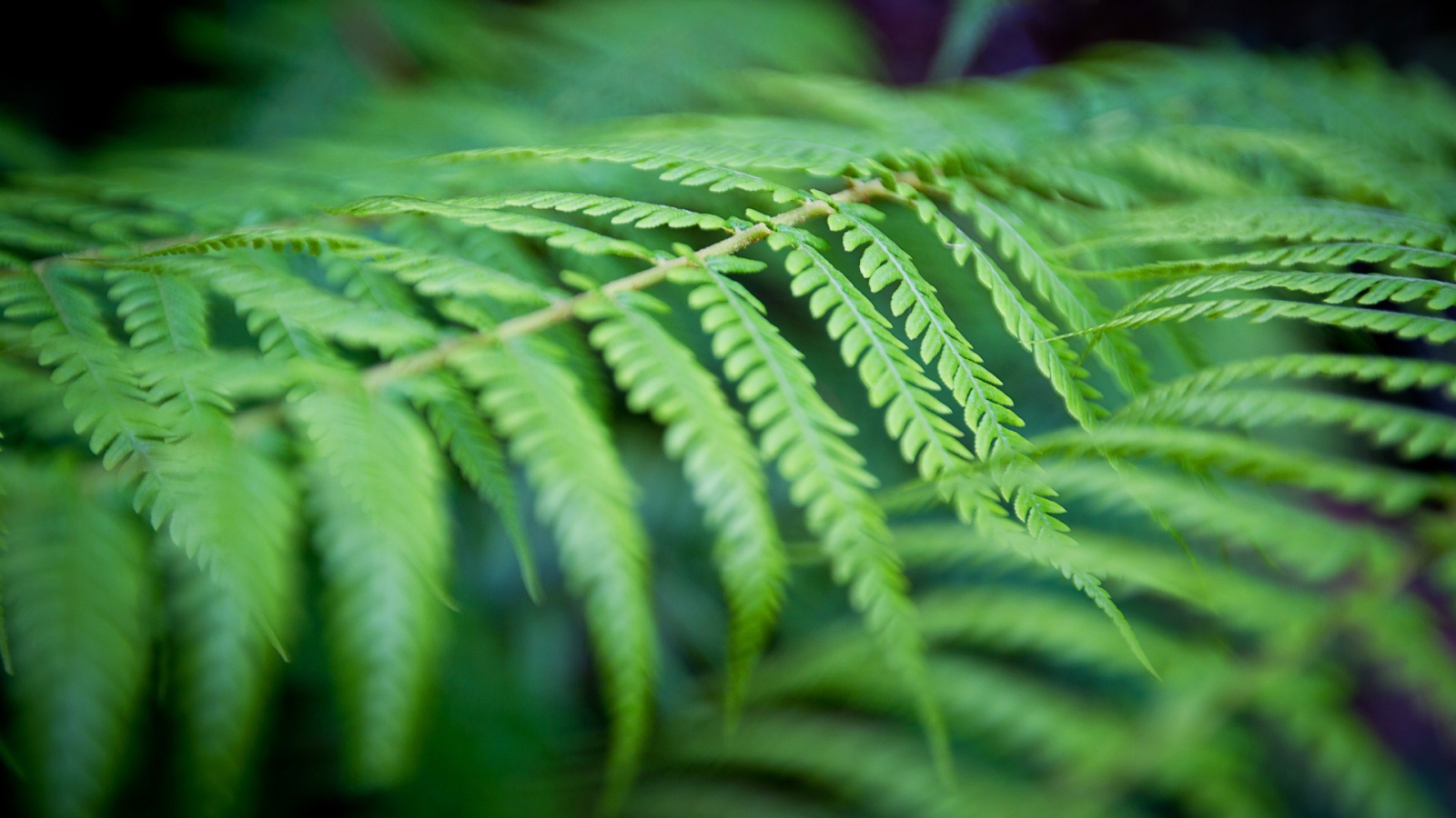 Фото листьев папоротника вблизи