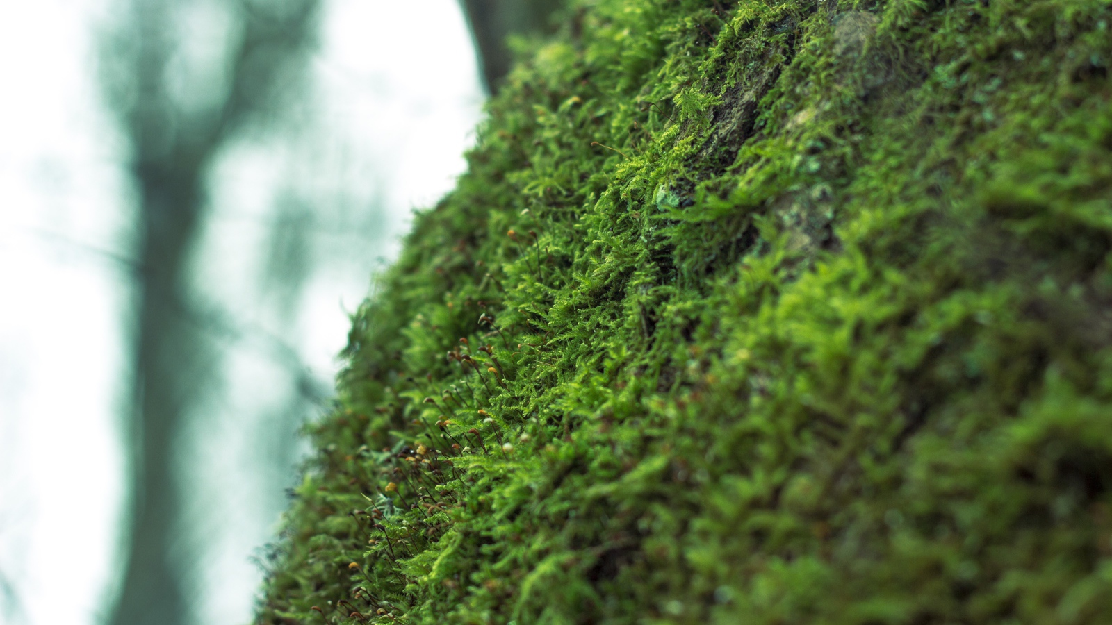 Фото мха крупным планом