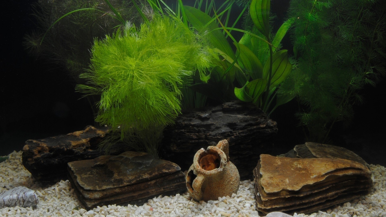 Растения и фигурки на дне аквариума