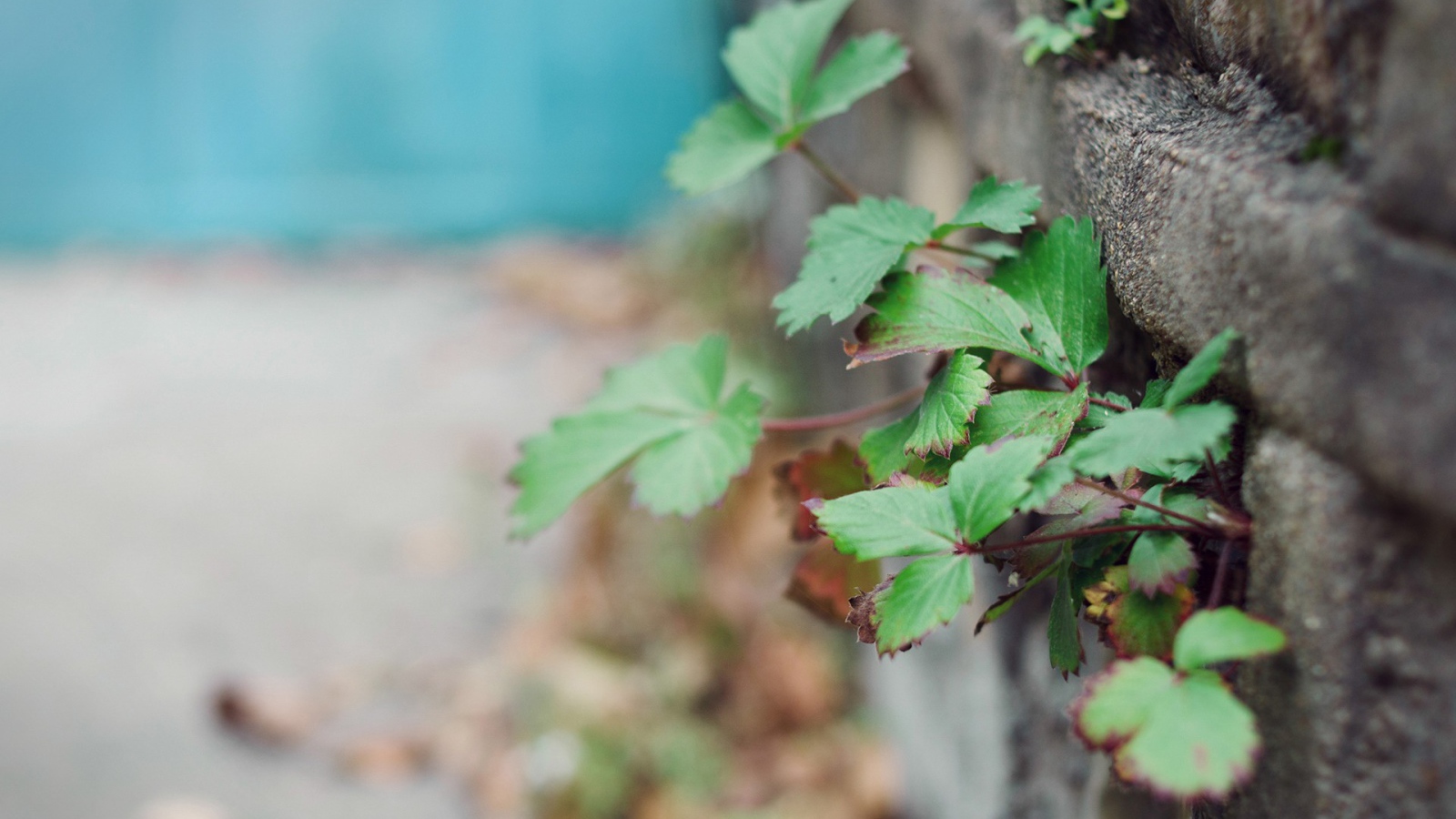 Растения пробиваются сквозь забор