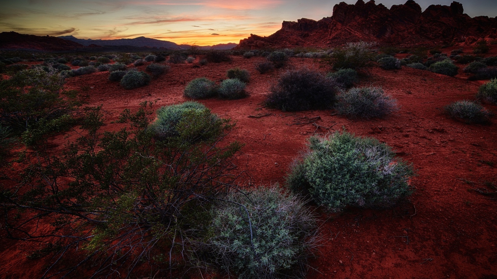 Растения сорняки на красной почве