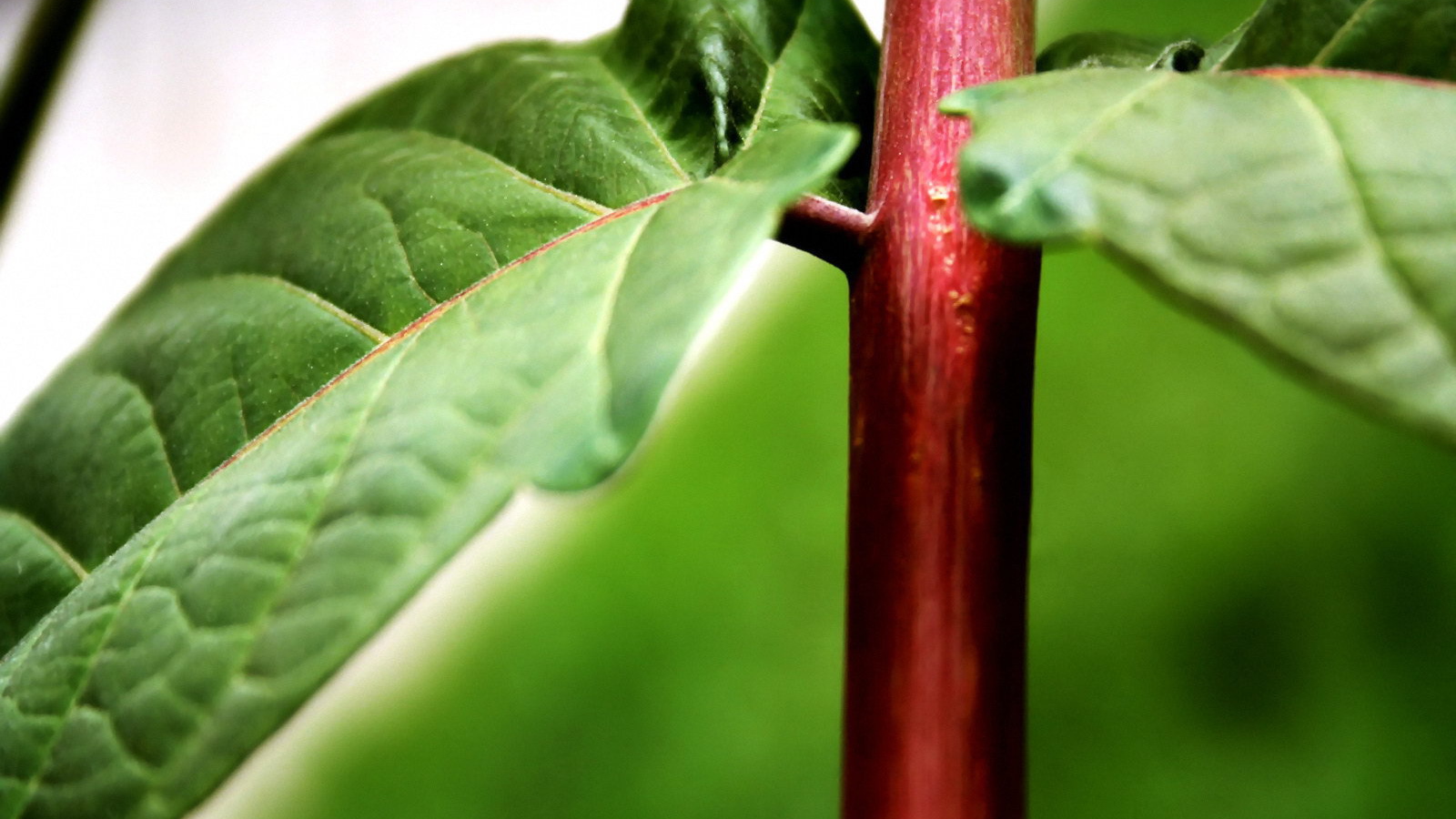 Красный стебель