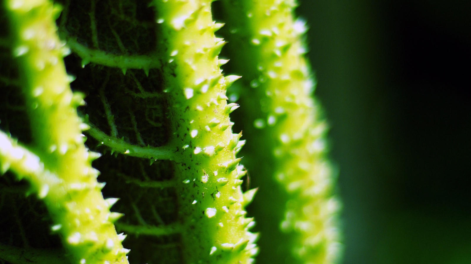 Колючки на зеленых стеблях растения