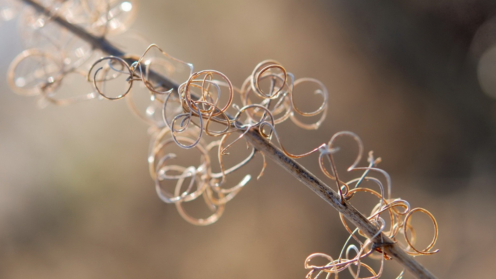 Спирали растения на ветке