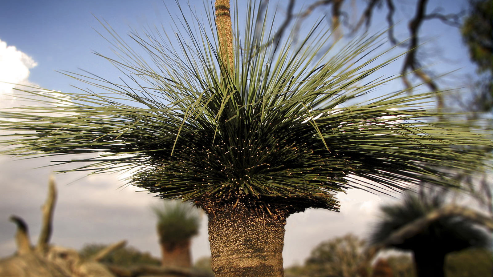 Оригинальные деревья