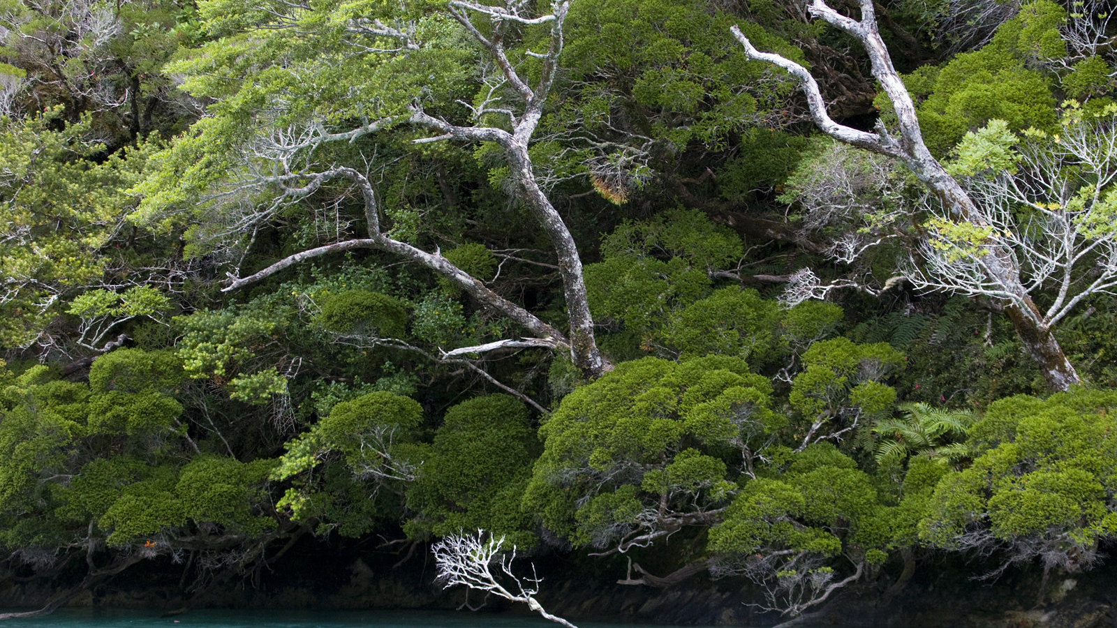 Деревья наклонились по ветру