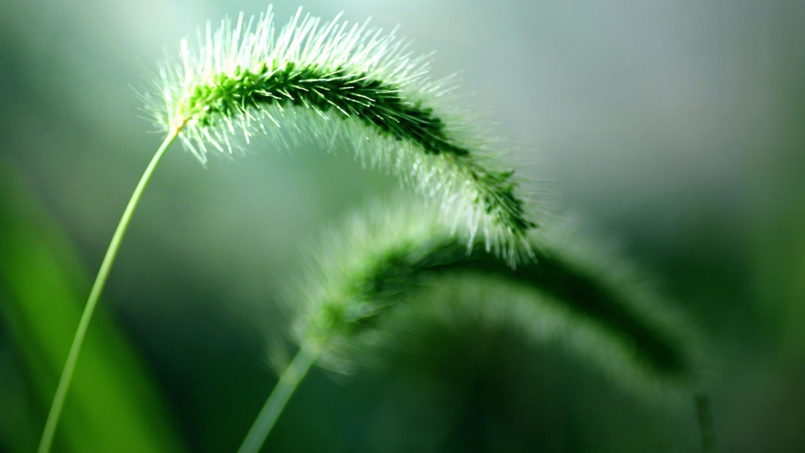 Два колоска дикого растения