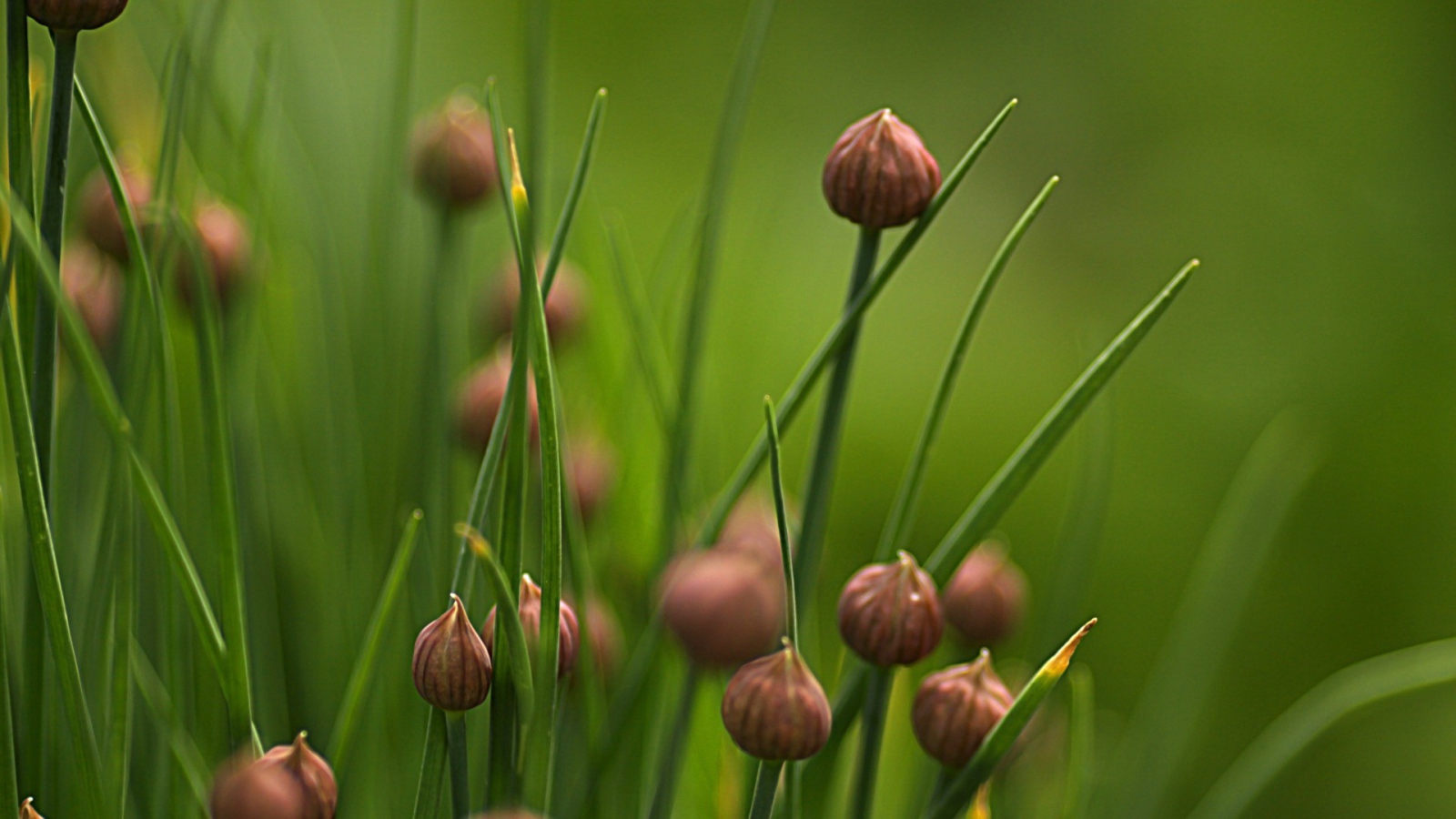 Нераскрывшиеся бутоны полевых цветов