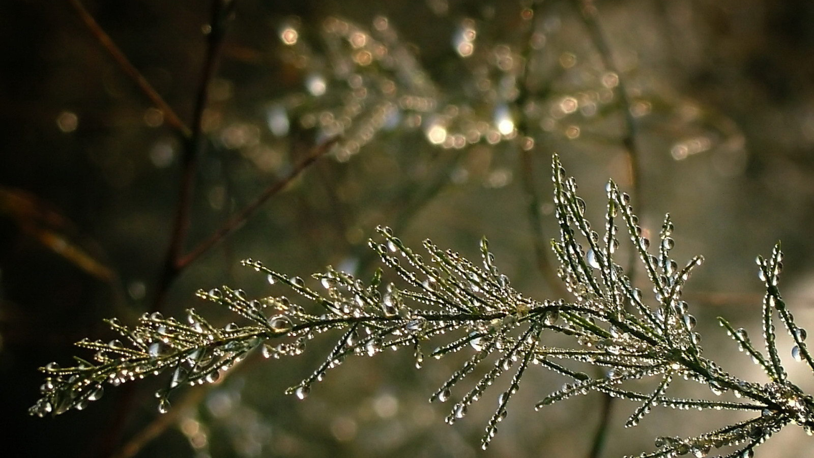 Капельки воды на ветке дерева