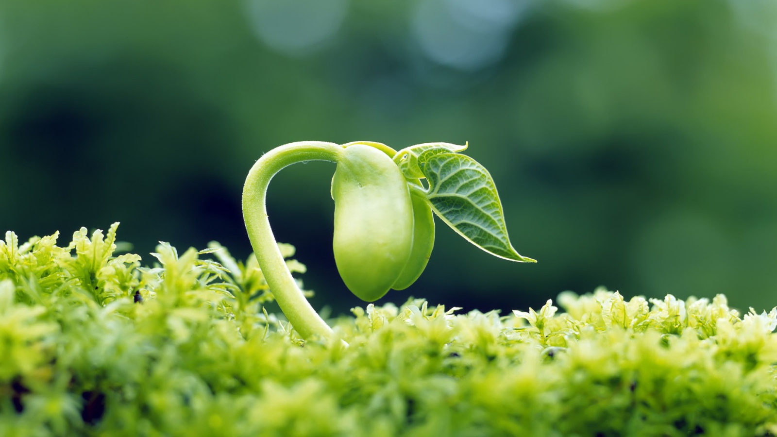 Молодой росток фасоли