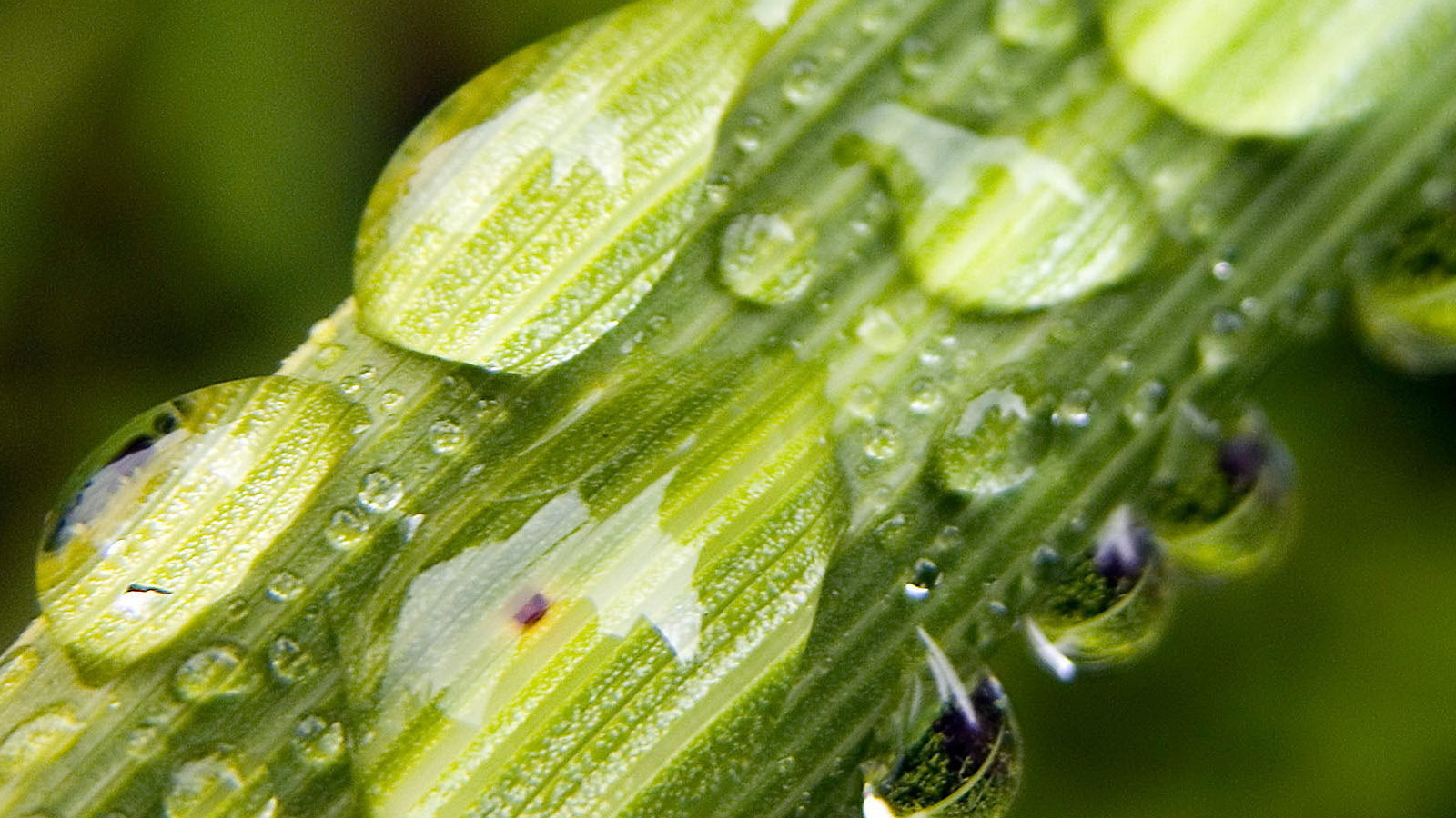 Капли на стебле растения