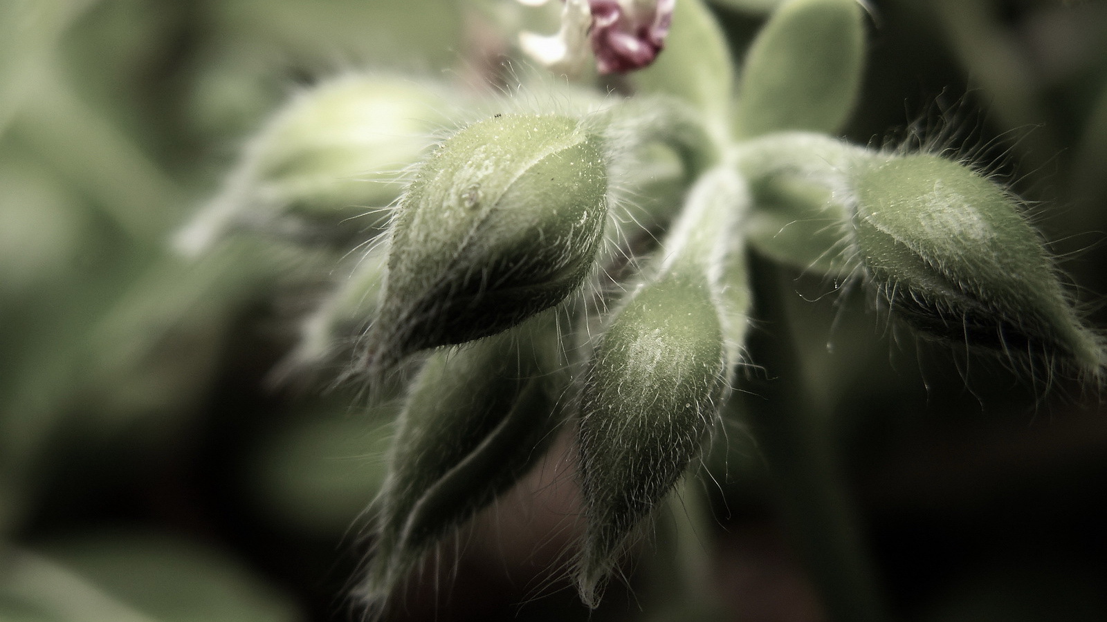 Пушистые бутоны цветков