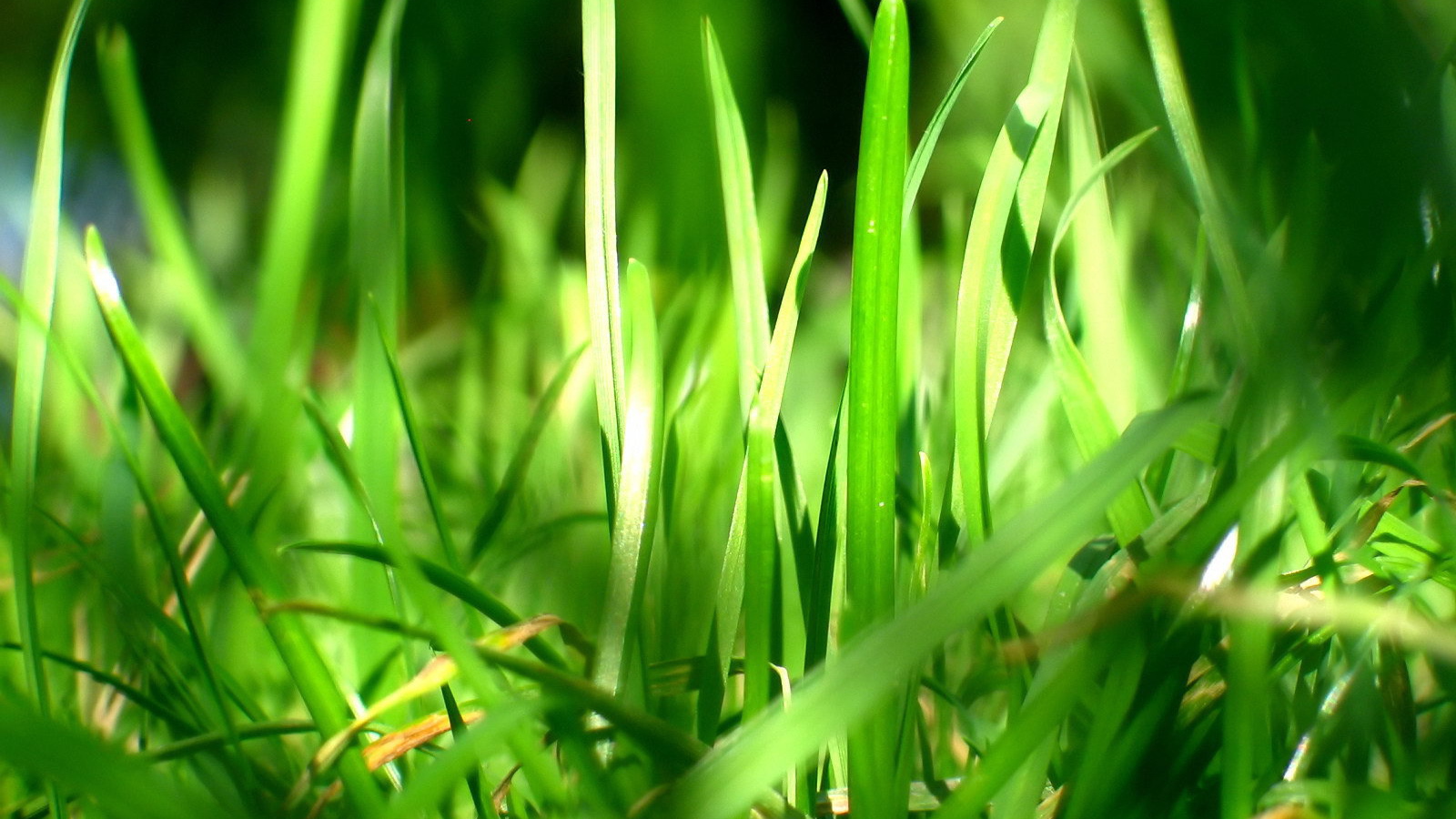 Зеленая трава в лучах солнца