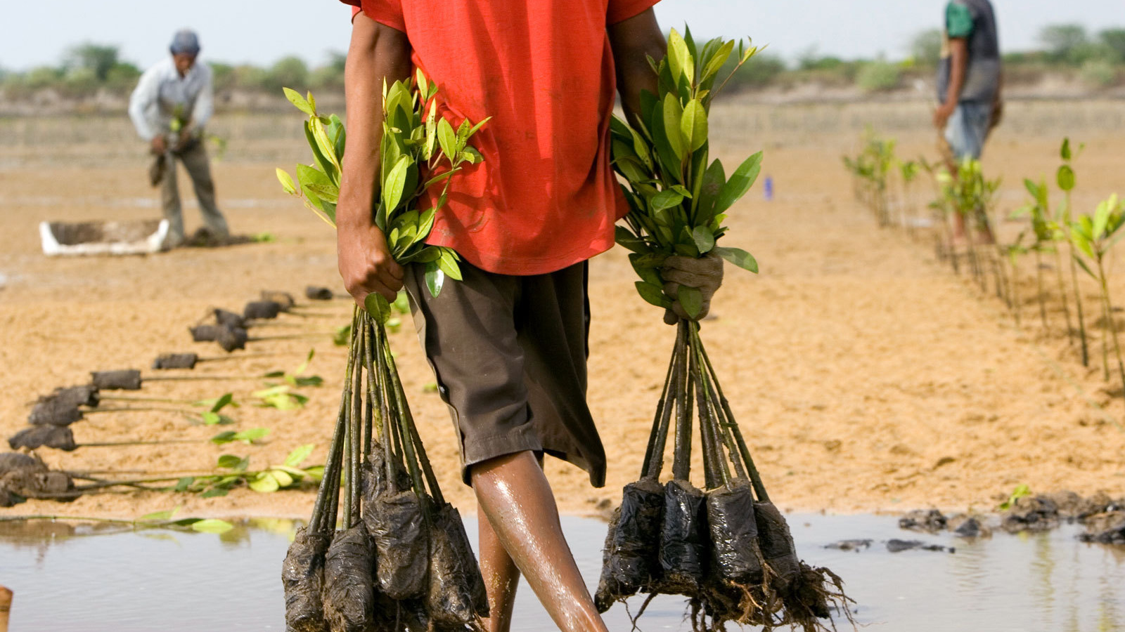 Человек несет саженцы
