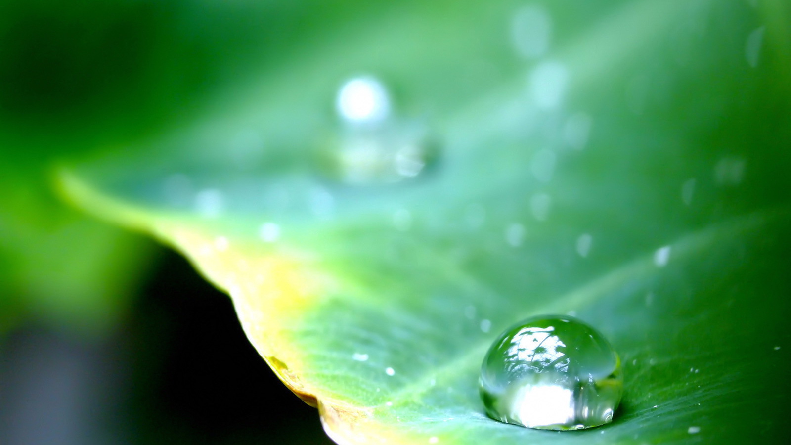 Круглая капля на листе