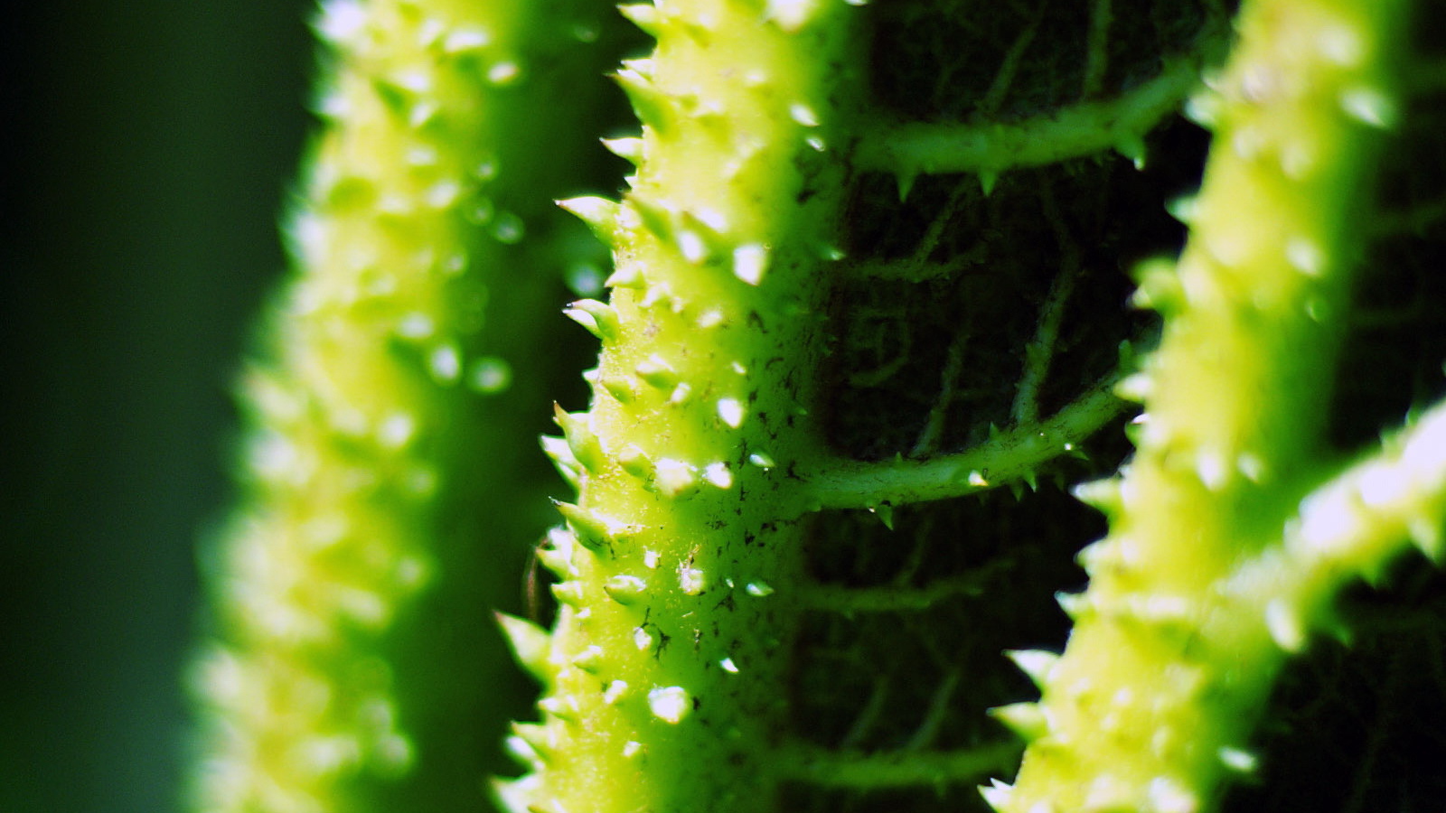 Стебли с колючками