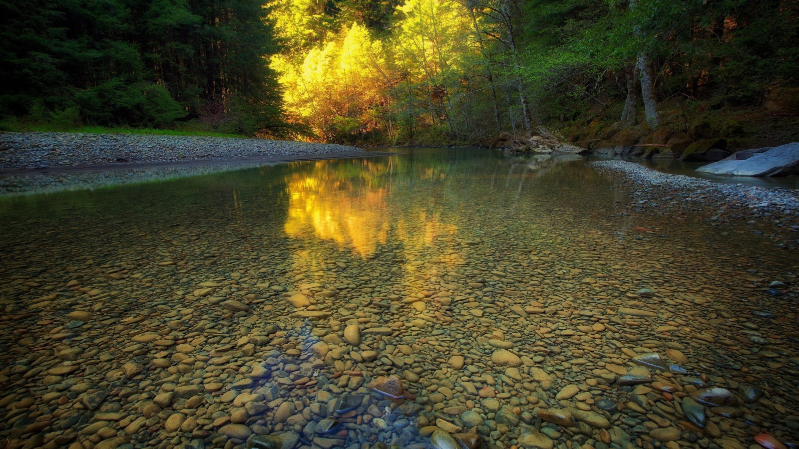 Мелкая прозрачная река в чаще леса