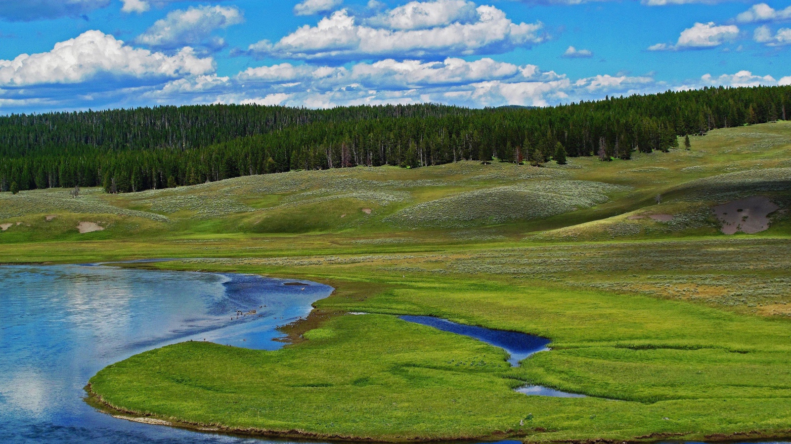 Заболоченный берег реки