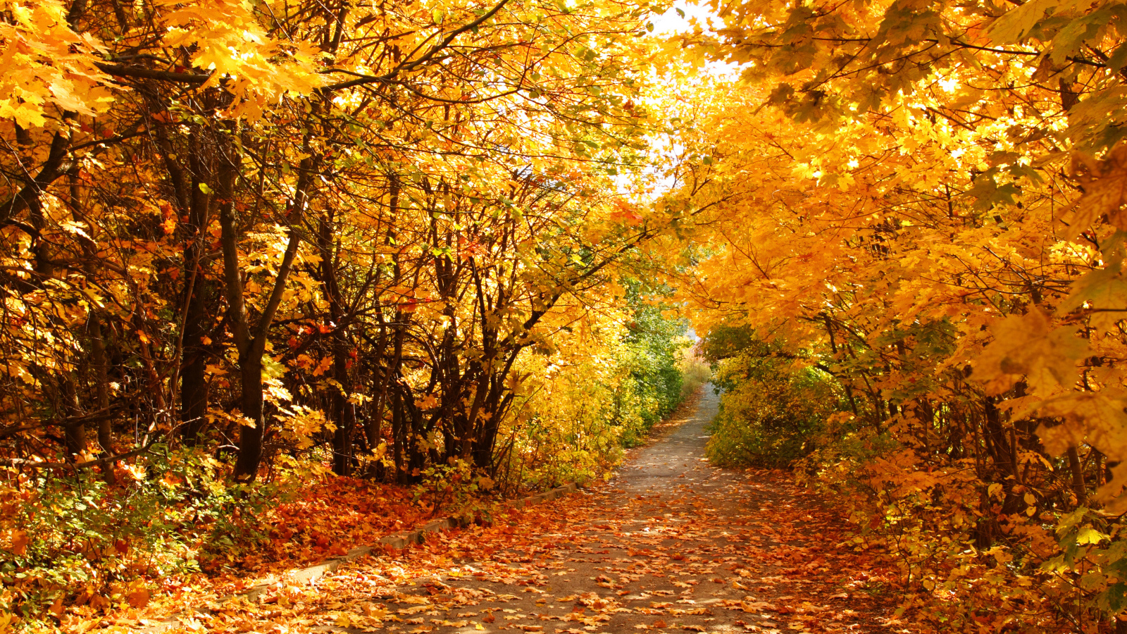 Дорога усыпанная желтыми листьями